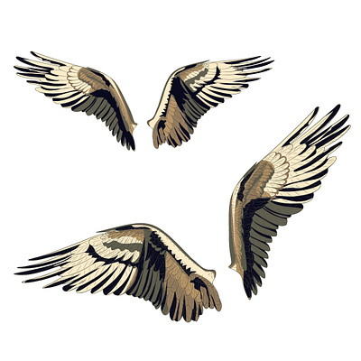 Крылья скопы. illustration isolated