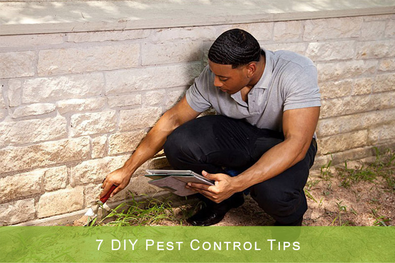 7 DIY Pest Control Tips By Frank Townsend On Dribbble   Original 3c507f3df0675aac29f35411a42542d0 