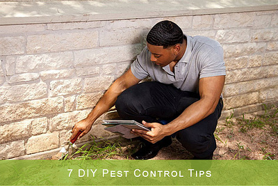 7 DIY Pest Control Tips photoshop