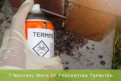 7 Natural Ways of Preventing Termites graphic design photoshop