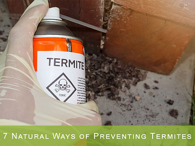 7 Natural Ways of Preventing Termites graphic design photoshop