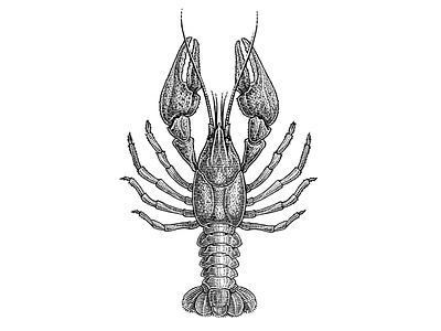 Crayfish black and white classical engraving etching illustration linocut retro scratchboard vintage woodcut