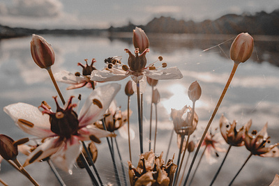 Riverside beauty Butomus umbellatus