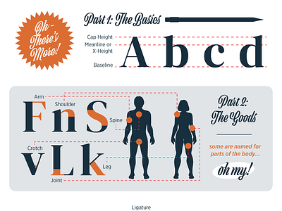 The Anatomy of Type Infographic design designer flat graphic design illustration infographic poster type design typography vector