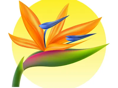 Bird of paradise flowers bird of paradise flowers botanic flower nature
