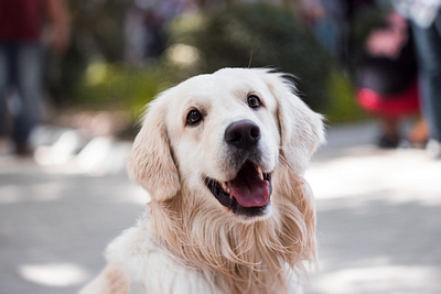 White dog dog whitedog photo