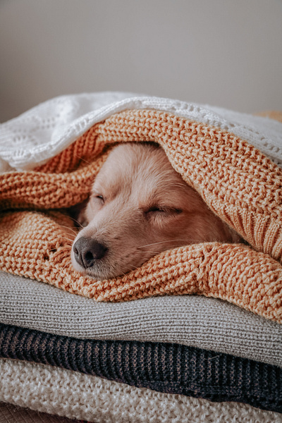 Sleepy dog dog sleepydog photo