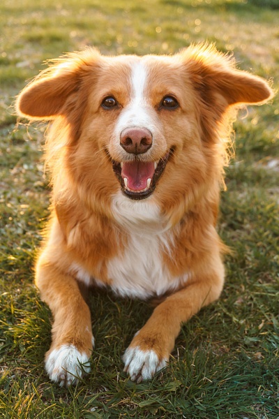 Happy dog dog whitedog happydog photo