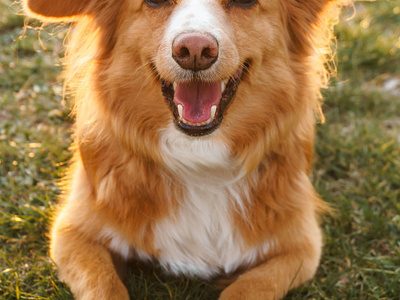 Happy dog dog whitedog happydog photo