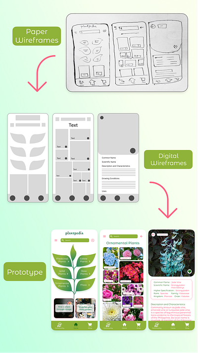 UI Design of Plantpedia-from wireframes to final prototype colorpallette colorscheme digitalwireframes fonts green nature paperwireframes plants ui uidesigner uiinspiration uitrends uiux ux wireframes