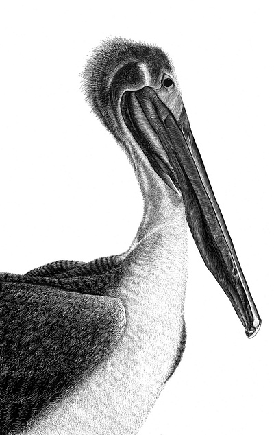 Brown Pelican Pen & Ink on Scratchboard birds black white illustration nautical pelican pen ink scratchboard