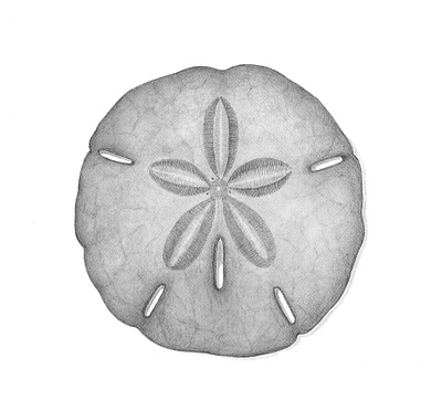 Black Sand dollar Charcoal Drawing black white charcoal drawing illustration nautical ocean sand dollar spot illustration