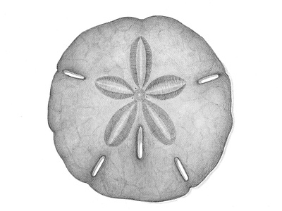 Black Sand dollar Charcoal Drawing black white charcoal drawing illustration nautical ocean sand dollar spot illustration