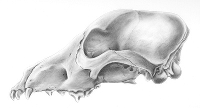 Dog Skull illustration in Carbon Dust carbon dust illustration scientific illustration skull spot illustration