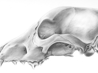 Dog Skull illustration in Carbon Dust carbon dust illustration scientific illustration skull spot illustration