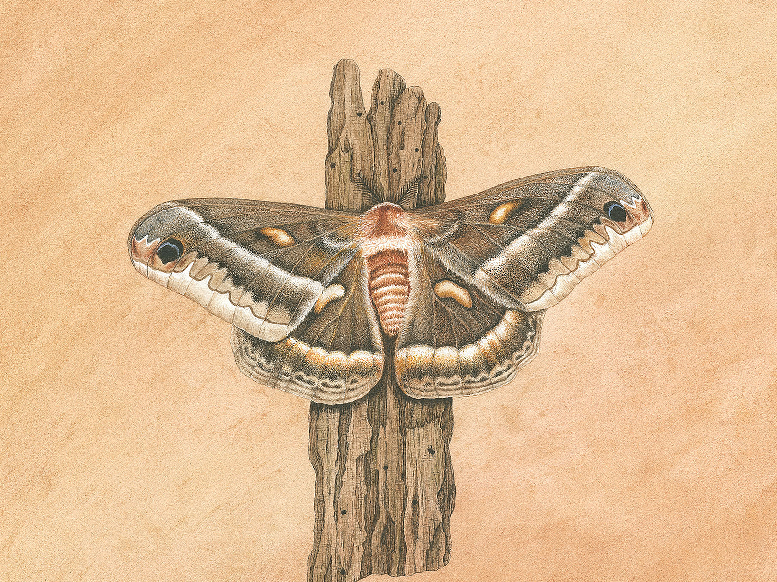 Cecropia Moth Watercolor study by Patty Harms on Dribbble