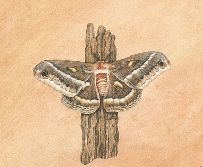 Cecropia Moth Watercolor study illustration moth spot illustration watercolor painting