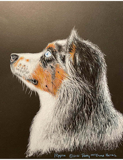Australian Shepherd Colored Pencil Study animal portrait colored pencil dog illustration spot illustration