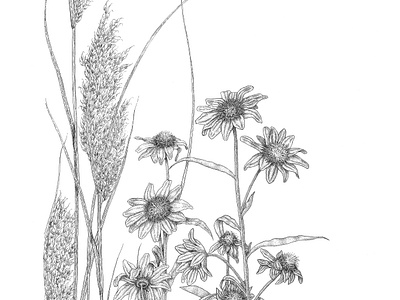 Prairie Study Pen & Ink Line Art black white botanical illustration flowers grasses illustration line art nature study organic art pen ink drawing