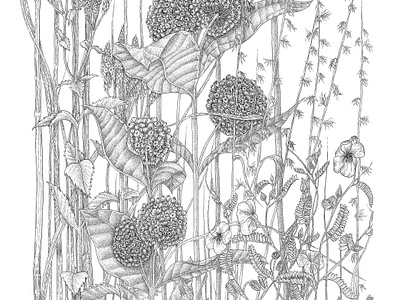 Prairie Study Milkweed and Grass Pen & Ink Line Art black white botanical illustration grasses illustration milkweed nature study organic art pen ink