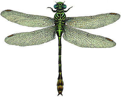 Dragonfly Logo colored pencil dragonfly illustration logo nature spot illustration