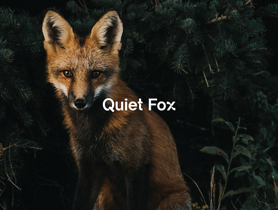 Quiet Fox Logo Concept by Seth Rexilius on Dribbble