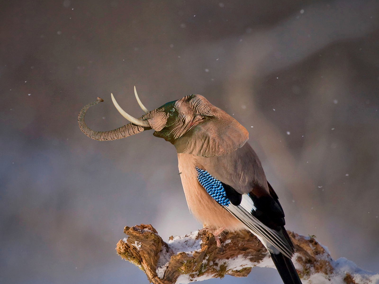 flying elephant photo manipulation by alireza rezaie on Dribbble