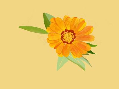 Caléndula 🌼 calendula digital art flores flowers illustration procreate