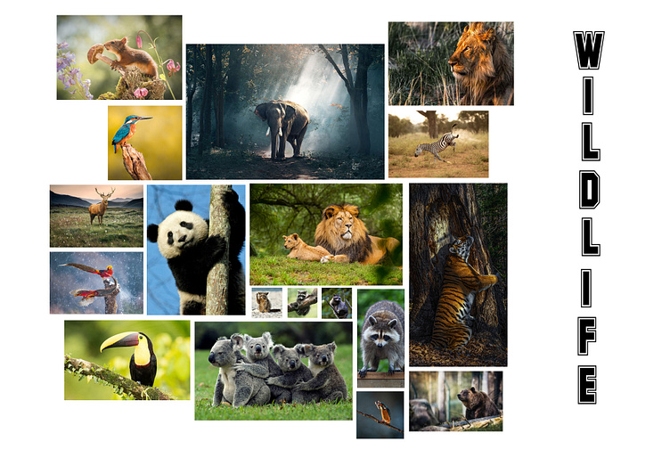 Wildlife Collage by Deepanshu on Dribbble