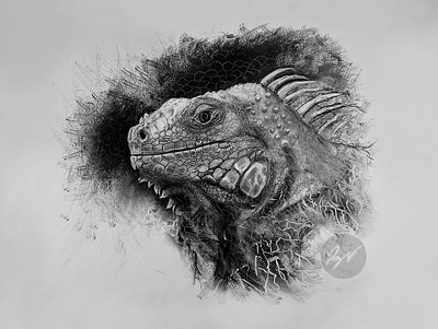 Charcoal drawing of an Iguana acrodontal animal animal art art arte charcoal desenho dibujo drawing escama herbivoro herbivorous iguana lagarto lizard parietal eye pet reptil reptile scale