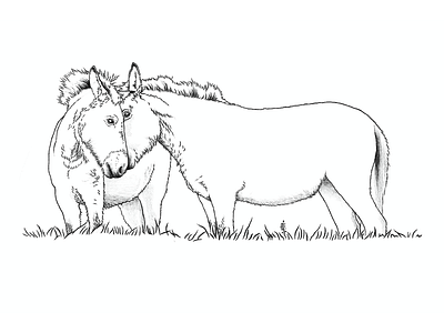 Digital Illustration - Donkeys branding digital art digital illustration illustration procreate