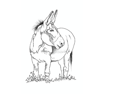 Digital Illustration - Donkey branding digital art digital illustration illustration procreate