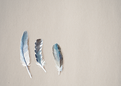 Painted Feathers adobe fresco design graphic design hand painted illustration ipad painted painting