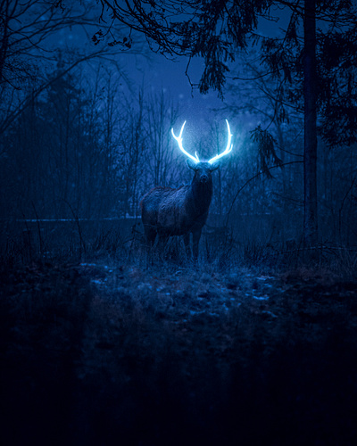 Glowing Antlers Photo manipulation digital art illustration photo manipulation