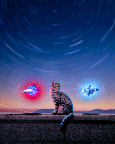 Digital Art : Two Options cat digital