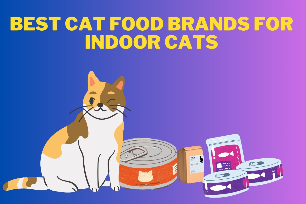 The Ultimate List of Best Cat Food Brands for Indoor Cats Exper by MNi