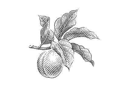 Plum branch engraving etching illustration label leaves orchard peach pen and ink plum twig vector engraving woodcut