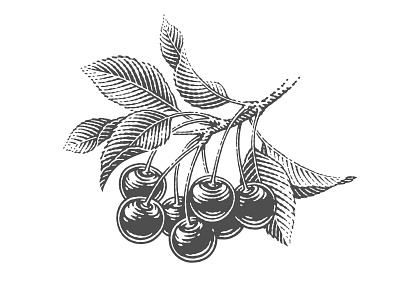 Cherry branch cherry engraving etching illustration label leaf orchard pen and ink scratchboard vector engraving woodcut