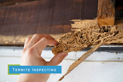 Termite Inspecting graphic design photoshop