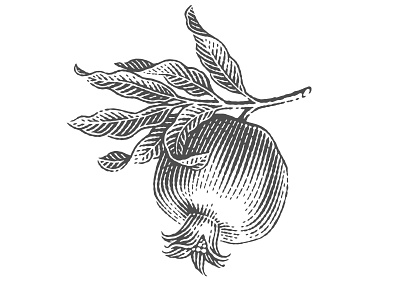Pomegranate engarved engraving etch etched etching graphic design illustration label linocut pen and ink pomegranate vector engraving woodcut