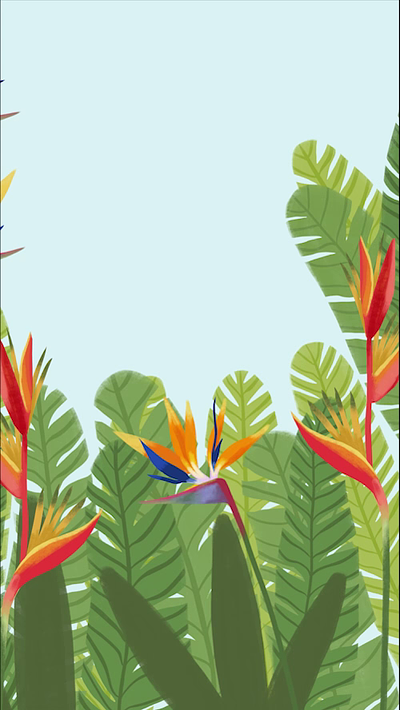 Bird from paradise 2d after effects animation design illu illustration motion graphics