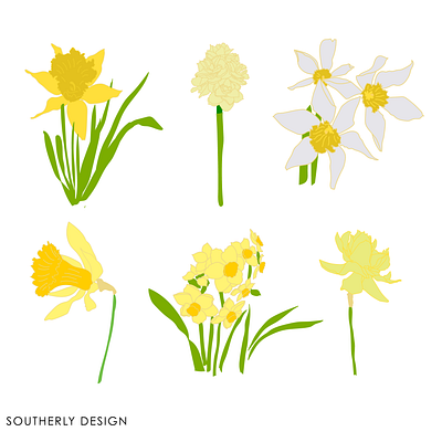 Daffodil Cultivars design flora floriculture graphic design horticulture illustration logo