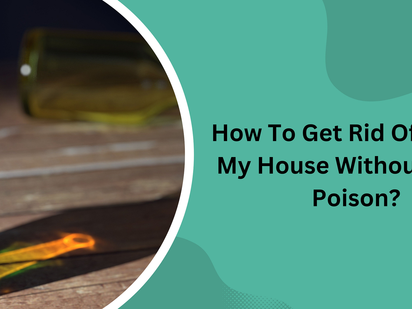 how-to-get-rid-of-rats-in-my-house-without-using-poison-by-ahwatukee