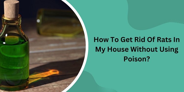 how-to-get-rid-of-rats-in-my-house-without-using-poison-by-ahwatukee