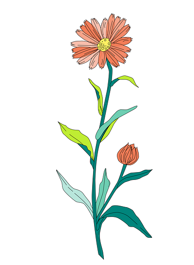 Flower illustration for MSD graphic design illustration vector