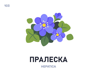 Пралéска / Hepatica belarus belarusian language daily flat icon illustration vector