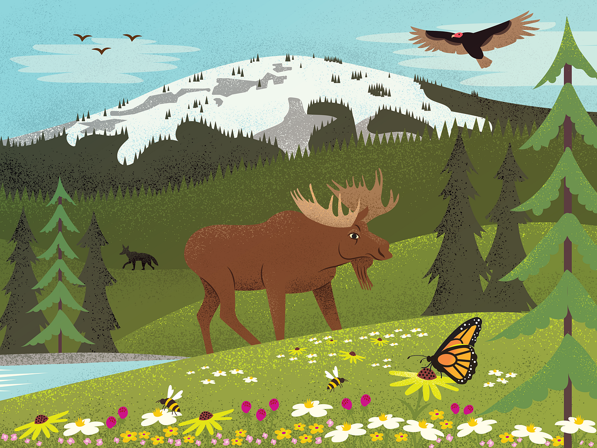 Mount Spokane State Park by Brad Lockhart on Dribbble