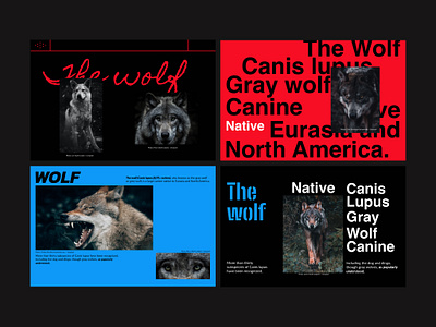 Wolf Ideas branding design graphic design inteface ui web