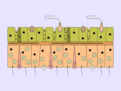 Hydra cell structure biological illustration biology cell cell structure education flat hydra illustration minimal school school program science scientific illustration structure vector web