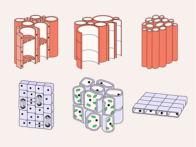 Types of plant tissue biological illustration conductive tissue education flat illustration integumentary tissue isometric isometric illustration isometry main tissue mechanical tissue minimal phloem plant tissue school science scientific illustration vector web xylem